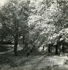 Park